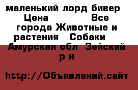 маленький лорд бивер › Цена ­ 10 000 - Все города Животные и растения » Собаки   . Амурская обл.,Зейский р-н